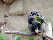 Eläinpuisto Loro Parque